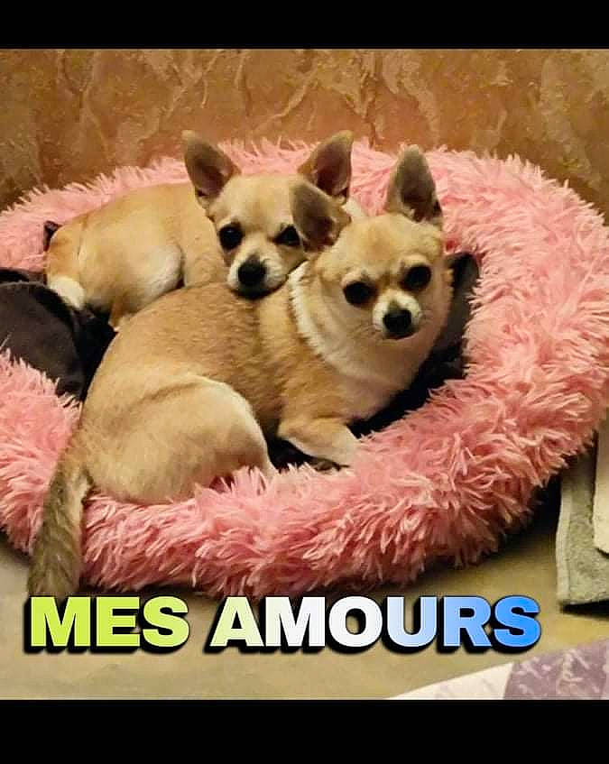 Phoeby participe au concours pour gagner de l'argent avec cette photo : canidae, carnivore, chihuahua, companion_dog, corgi_chihuahua, dog, dog_bed, dog_breed, dog_supply, fawn, font, fur, pet_supply, photo_caption, snout, sporting_group, terrestrial_animal, toy_dog, whiskers, working_animal