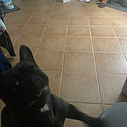 Simone a rejoint le concours — aidez-le/la à gagner de superbes lots ! dog, black_dog, tile_floor, shoes, stairs, indoor, motion_blur, pet, excited, jumping, room, curtain, water_bottle, collar, paw, furniture, home, animal, blurred, canine