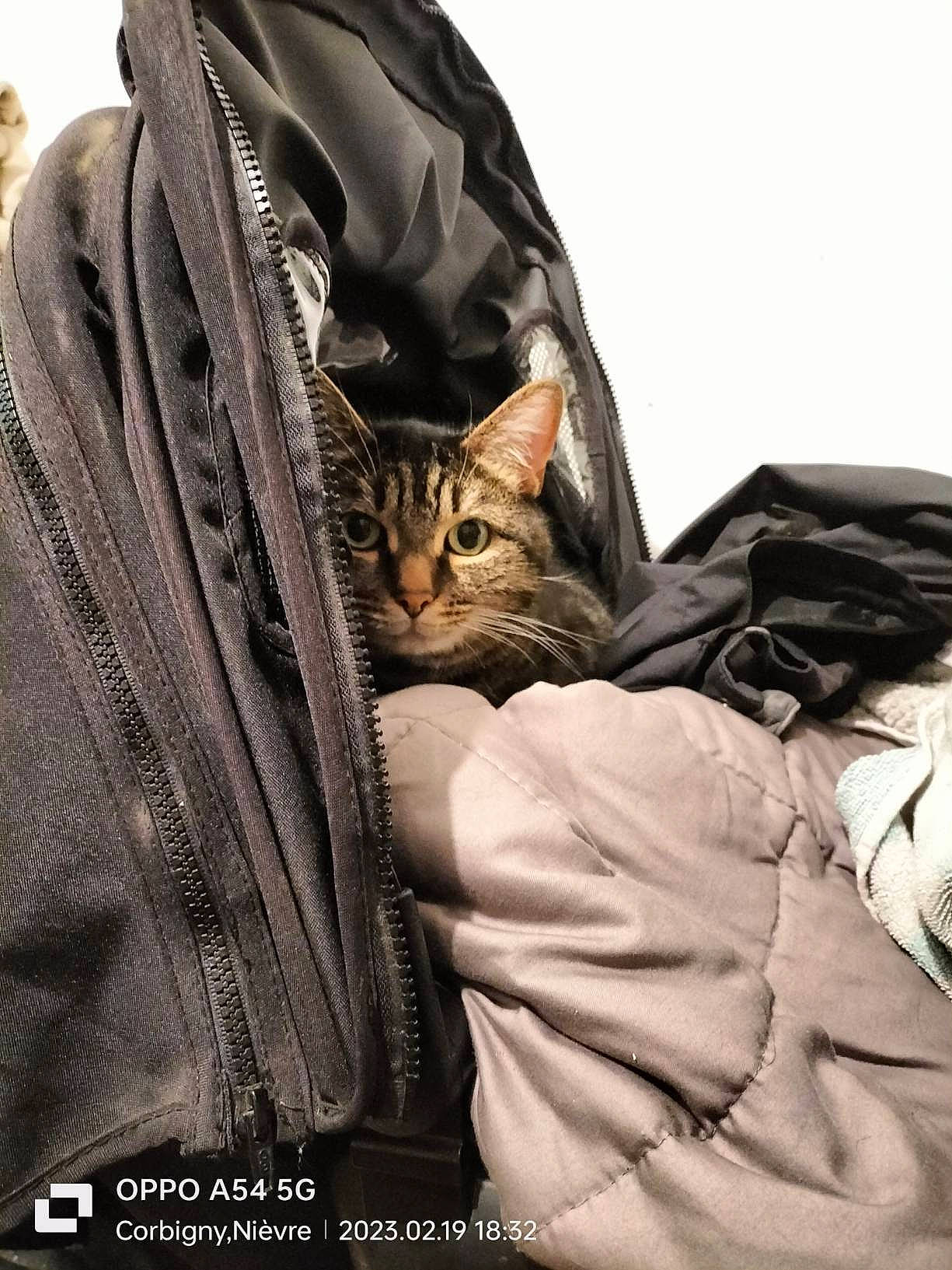 Skipy participe au concours pour gagner de l'argent avec cette photo : bag, brown, carnivore, cat, collar, comfort, fashion_accessory, felidae, fur, grey, hood, leather, leather_jacket, linens, outerwear, sleeve, small_to_medium_sized_cats, textile, whiskers, zipper