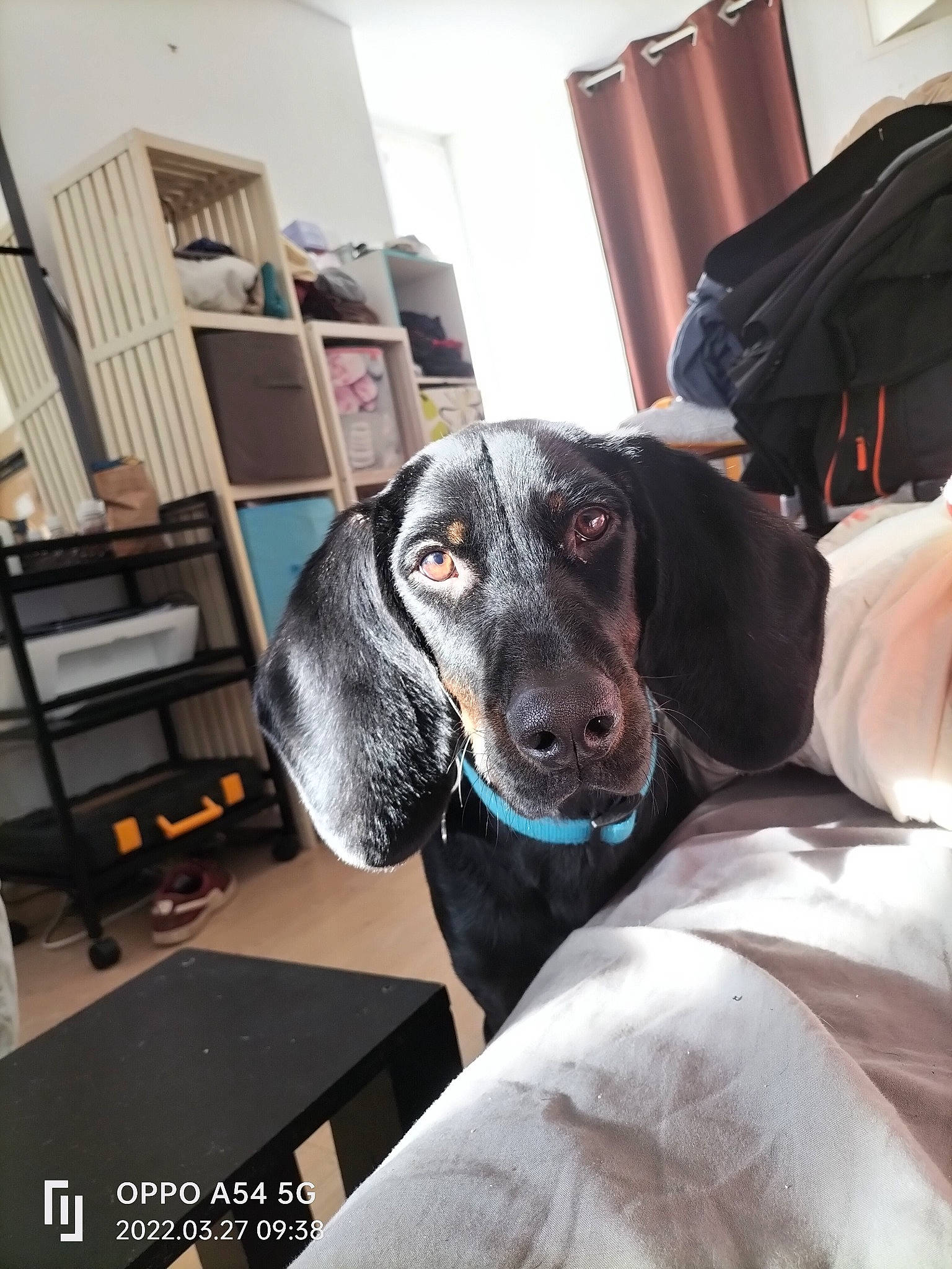 Skipy participe au concours pour gagner de l'argent avec cette photo : canidae, carnivore, chair, comfort, companion_dog, curtain, dog, dog_breed, ear, flooring, fur, guard_dog, pointer, room, shelf, sitting, snout, sporting_group, whiskers, working_animal