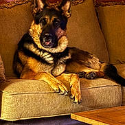 Gunner is registered to the contest to win money with this photo: dog, german_shepherd, pet, canine, sitting, couch, sofa, indoors, living_room, furniture, brown_fur, black_and_tan, upright_ears, paws, tail, portrait, home, coffee_table, warm_lighting, relaxed