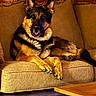 dog, german_shepherd, pet, canine, sitting, couch, sofa, indoors, living_room, furniture, brown_fur, black_and_tan, upright_ears, paws, tail, portrait, home, coffee_table, warm_lighting, relaxed