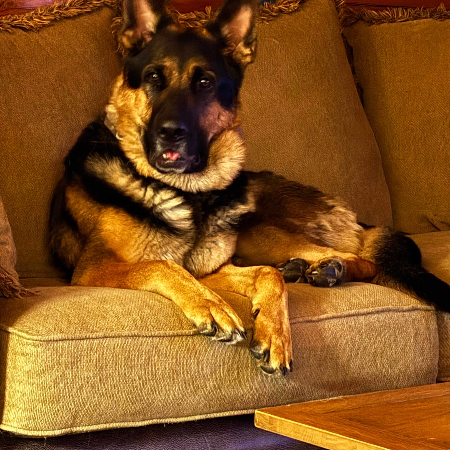 Gunner is registered to the contest to win money with this photo: dog, german_shepherd, pet, canine, sitting, couch, sofa, indoors, living_room, furniture, brown_fur, black_and_tan, upright_ears, paws, tail, portrait, home, coffee_table, warm_lighting, relaxed