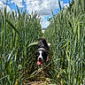 Ava a rejoint le concours — aidez-le/la à gagner de superbes lots ! animal, black_and_white, canine, clouds, daytime, dog, grass, greenery, happy, nature, outdoor, path, plants, rural, sky, summer, sunlight, tongue_out, walking, wheat_field