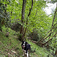 Ava a rejoint le concours — aidez-le/la à gagner de superbes lots ! adventure, animal, canine, daylight, dog, forest, grass, greenery, happy, leaves, nature, outdoor, path, pet, scenic, smiling, trail, trees, walking, woodland