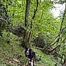 adventure, animal, canine, daylight, dog, forest, grass, greenery, happy, leaves, nature, outdoor, path, pet, scenic, smiling, trail, trees, walking, woodland
