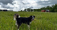Ava participe au concours pour gagner de l'argent avec cette photo : animal, canine, clouds, cloudy_sky, daytime, dog, farm, field, grass, grassland, greenery, happy, landscape, nature, outdoor, pet, rural, sky, tractor, vehicle