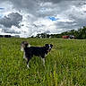animal, canine, clouds, cloudy_sky, daytime, dog, farm, field, grass, grassland, greenery, happy, landscape, nature, outdoor, pet, rural, sky, tractor, vehicle