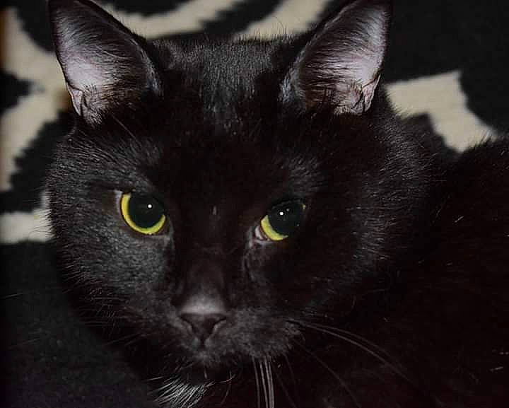 Leon is registered to the contest to win money with this photo: black_cat, bombay, carnivore, cat, domestic_short_haired_cat, felidae, fur, small_to_medium_sized_cats, snout, terrestrial_animal, whiskers