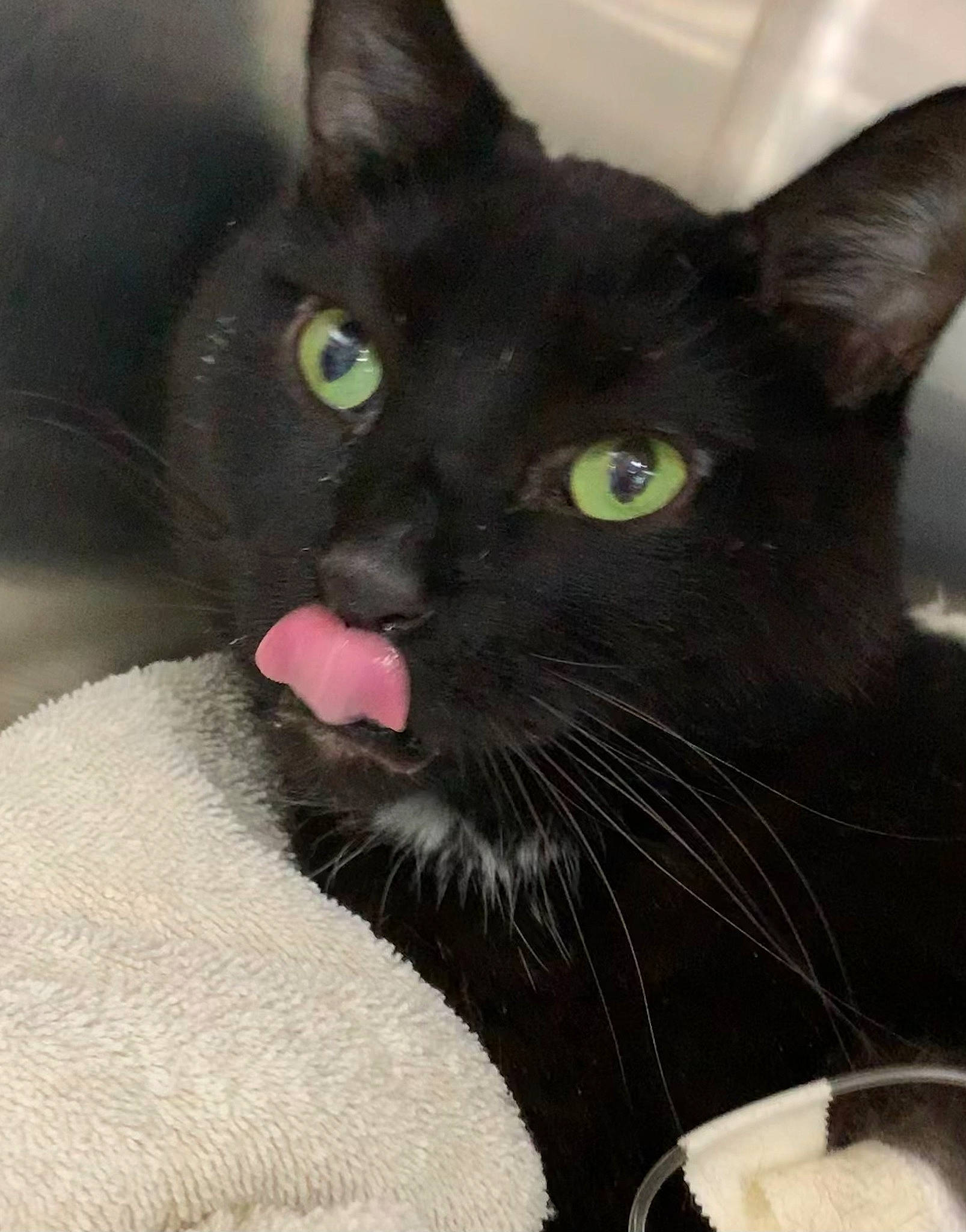 Leon is registered to the contest to win money with this photo: black_cat, bombay, carnivore, cat, close_up, domestic_short_haired_cat, felidae, fur, havana_brown, mixing_bowl, small_to_medium_sized_cats, snout, terrestrial_animal, whiskers