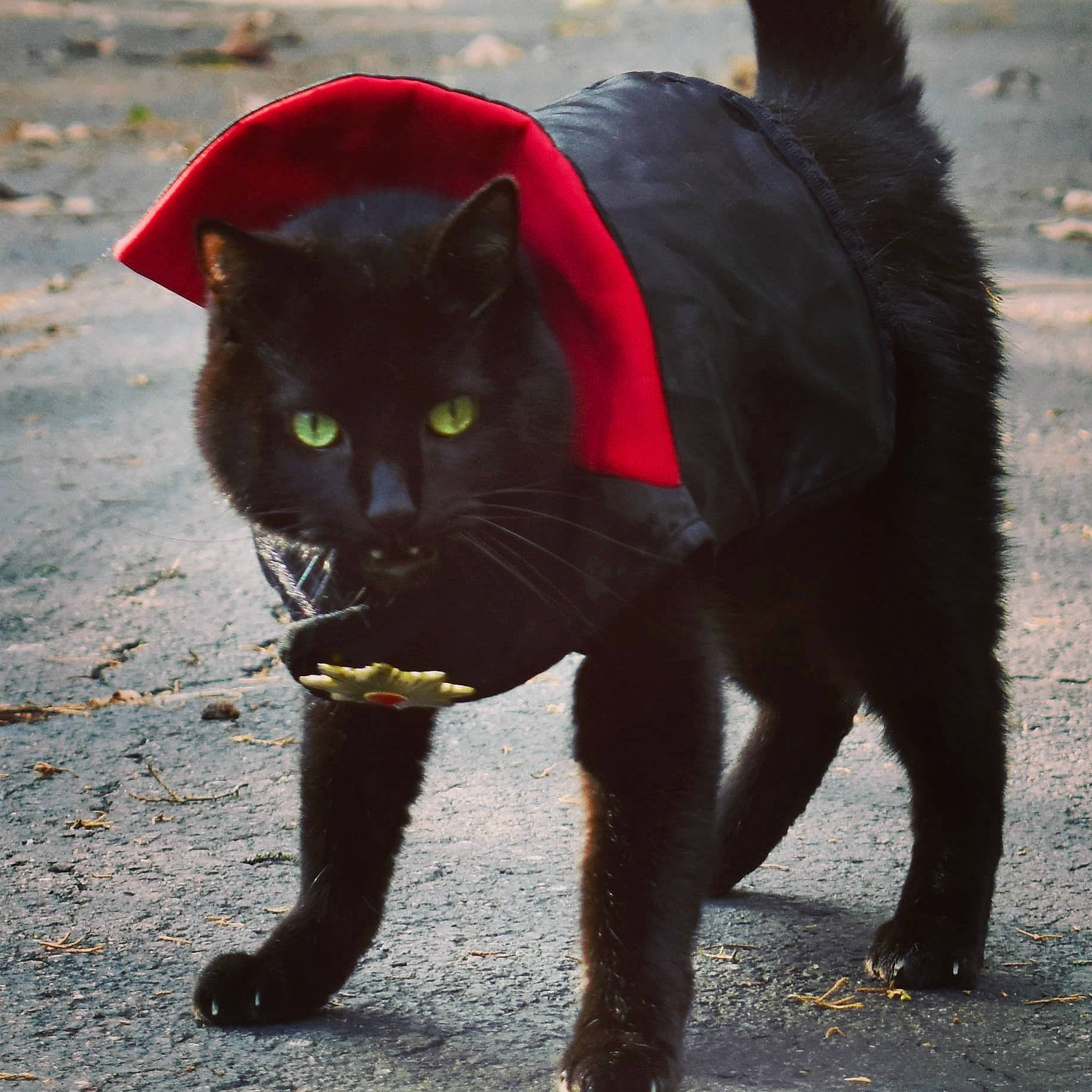 Leon joined the competition — help win amazing prizes! black_cat, bombay, carnivore, cat, claw, dog_breed, domestic_short_haired_cat, eye, felidae, fur, grass, mammal, sand, small_to_medium_sized_cats, snout, tail, terrestrial_animal, vertebrate, whiskers, window