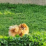 animal, canine, curious, cute, daylight, dog, fluffy, fur, garden, grass, greenery, leafy, nature, outdoor, pet, pomeranian, portrait, small_dog, standing, sunlight