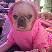 Rue joined the competition — help win amazing prizes! dog, pug, hoodie, pink_clothing, pet, indoor, blanket, furniture, living_room, cute, canine, portrait, cozy, animal, pet_clothing, relaxed, face, small_dog, domestic_animal, companion