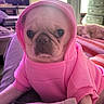 dog, pug, hoodie, pink_clothing, pet, indoor, blanket, furniture, living_room, cute, canine, portrait, cozy, animal, pet_clothing, relaxed, face, small_dog, domestic_animal, companion