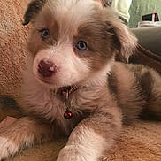 Dewey joined the competition — help win amazing prizes! puppy, dog, blue_eyes, fluffy, collar, bell, brown, blanket, cute, pet, animal, fur, indoor, young, laying, paw, nose, close_up, relaxed, adorable