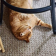 Rusty is registered to the contest to win money with this photo: cat, orange_tabby, carpet, indoor, furniture, chair, pet, relaxed, stretching, whiskers, fur, domestic_animal, animal, floor, cozy, home, lazy, tabby, resting, paws