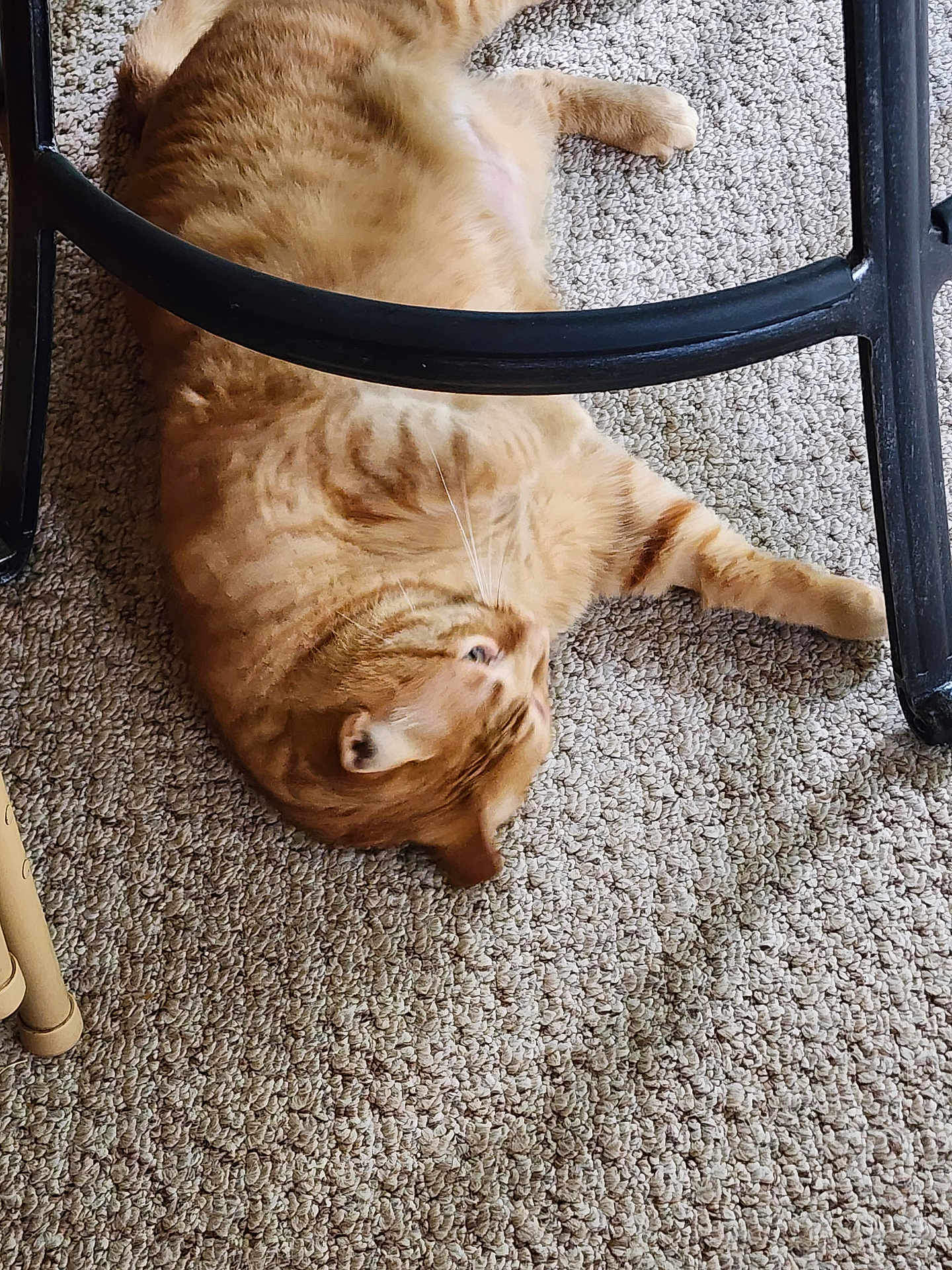 Rusty is registered to the contest to win money with this photo: cat, orange_tabby, carpet, indoor, furniture, chair, pet, relaxed, stretching, whiskers, fur, domestic_animal, animal, floor, cozy, home, lazy, tabby, resting, paws