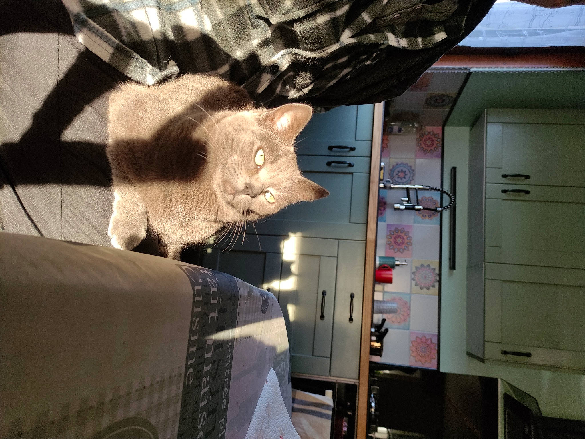 Bécassine participe au concours pour gagner de l'argent avec cette photo : cabinetry, carnivore, cat, claw, comfort, domestic_short_haired_cat, door, felidae, fur, linens, machine, refrigerator, room, small_to_medium_sized_cats, snout, tail, whiskers, window, wood, wool