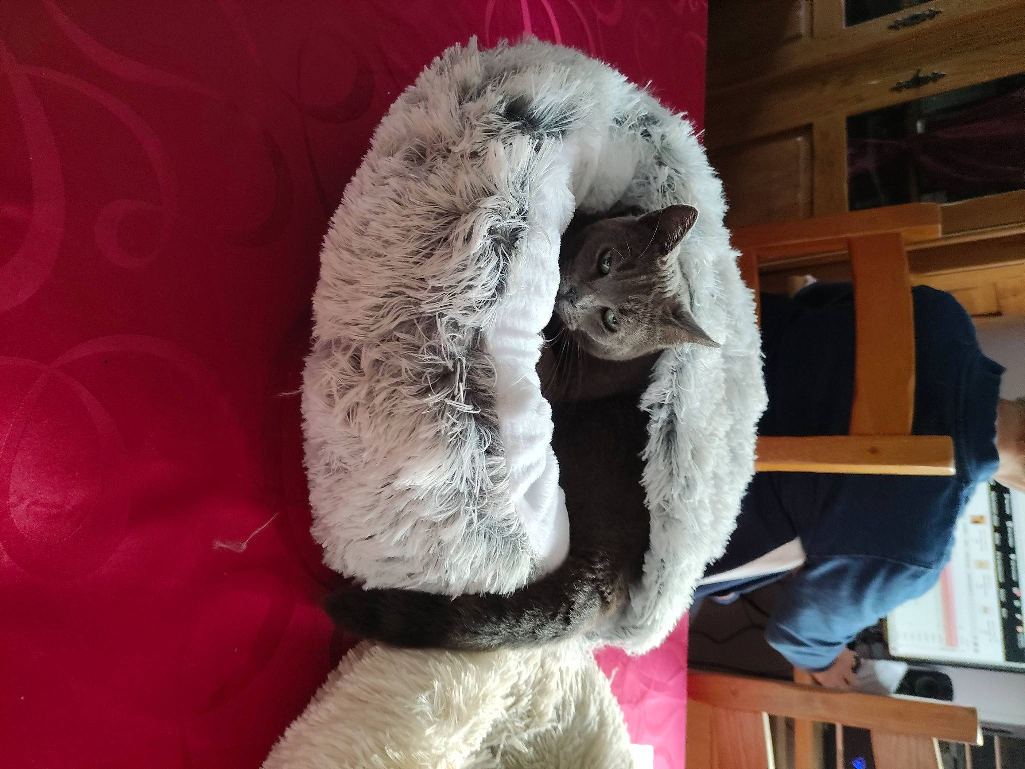 Bécassine participe au concours pour gagner de l'argent avec cette photo : art, fang, fictional_character, fun, fur, fur_clothing, jaw, mascot, plush, snout, stuffed_toy, toy, whiskers, white, winter, wool