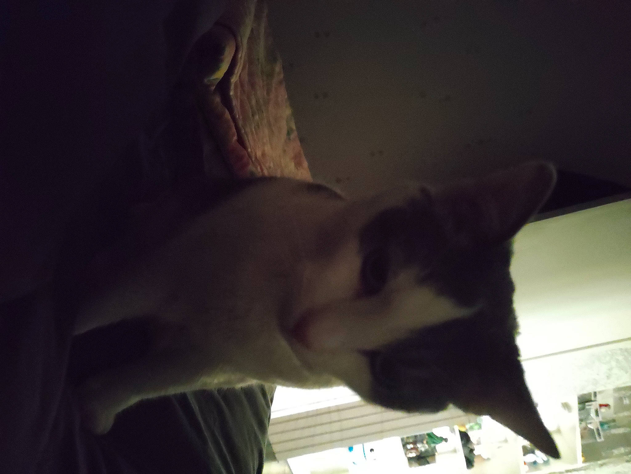 Olden participe au concours pour gagner de l'argent avec cette photo : beard, carnivore, cat, darkness, dog_breed, elbow, facial_hair, fawn, felidae, fun, fur, gesture, human_leg, jaw, room, small_to_medium_sized_cats, tail, tints_and_shades, whiskers, window