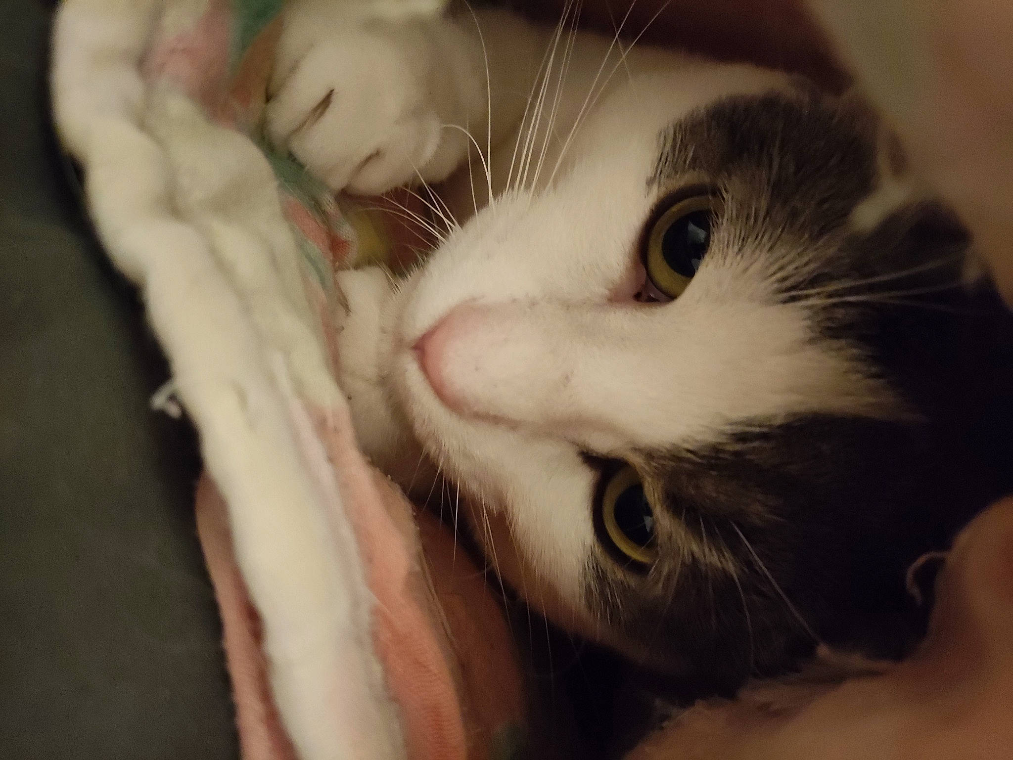 Olden participe au concours pour gagner de l'argent avec cette photo : carnivore, cat, cheek, close_up, ear, eye, eyelash, fawn, felidae, fur, gesture, hair, head, human_body, jaw, nose, small_to_medium_sized_cats, snout, toy, whiskers