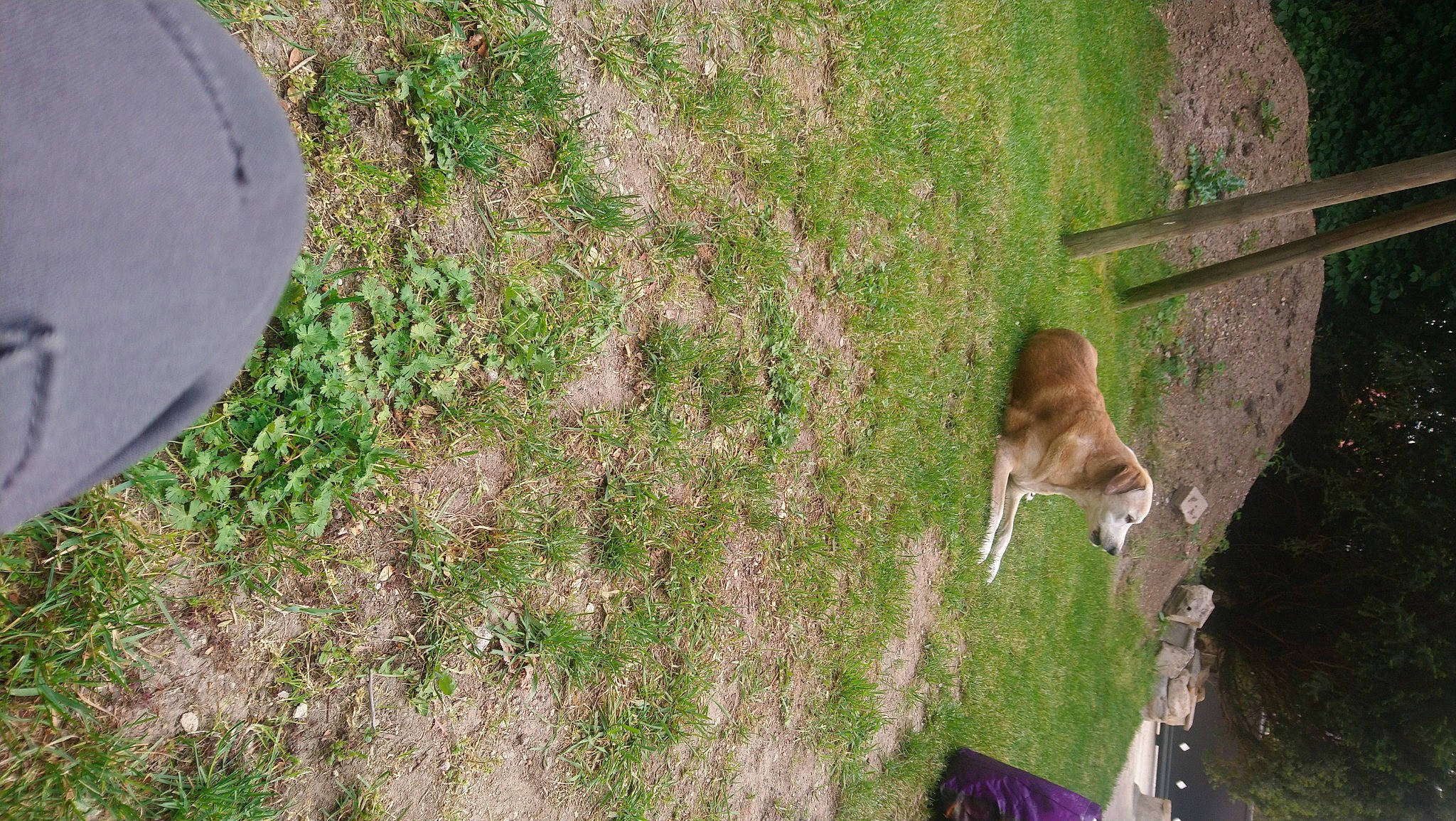 Sam participe au concours pour gagner de l'argent avec cette photo : fawn, grass, grass_family, lawn, plant, sporting_group, wildlife