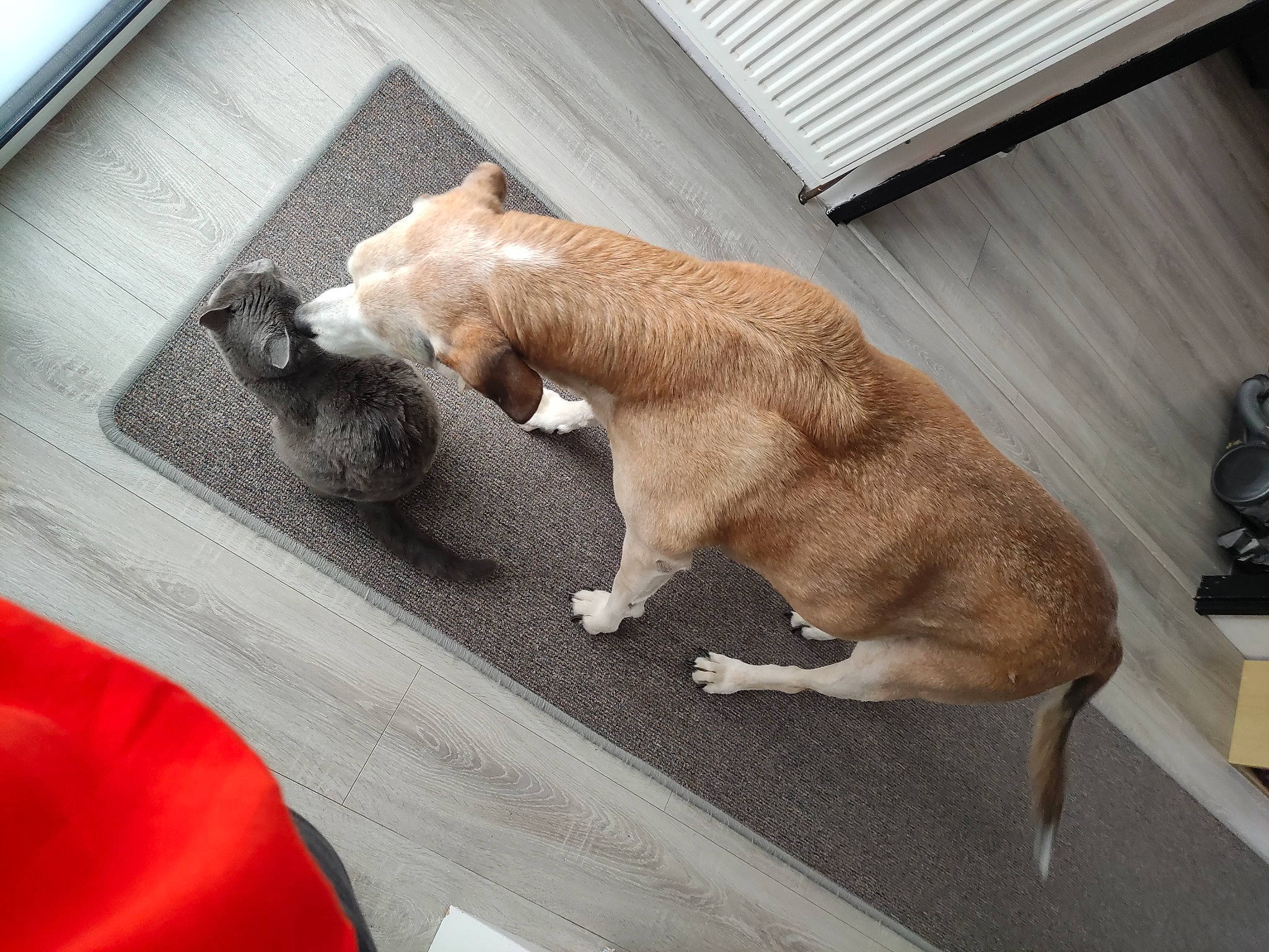 Sam a rejoint le concours — aidez-le/la à gagner de superbes lots ! barechested, canidae, carnivore, comfort, companion_dog, dog_breed, fawn, felidae, fur, human_leg, small_to_medium_sized_cats, snout, sporting_group, tail, vehicle_door, whiskers, window, windscreen_wiper, windshield, wood