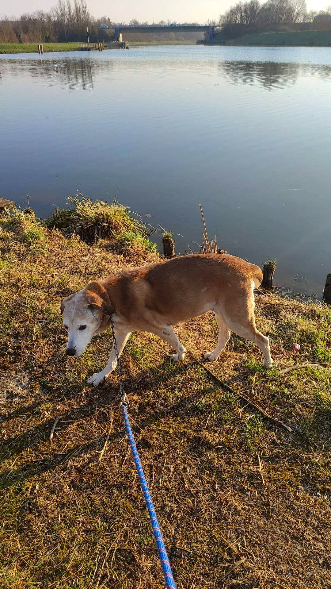 Sam a rejoint le concours — aidez-le/la à gagner de superbes lots ! bank, carnivore, collar, companion_dog, dog, dog_breed, fawn, grass, lacustrine_plain, lake, landscape, mammal, natural_landscape, plant, reservoir, sky, soil, tail, water, working_animal