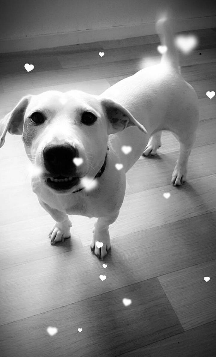 Pongo a rejoint le concours — aidez-le/la à gagner de superbes lots ! black, black_and_white, canidae, carnivore, dog, dog_breed, jack_russell_terrier, mammal, monochrome, puppy, rare_breed_dog, russell_terrier, snout, sporting_group, style, white