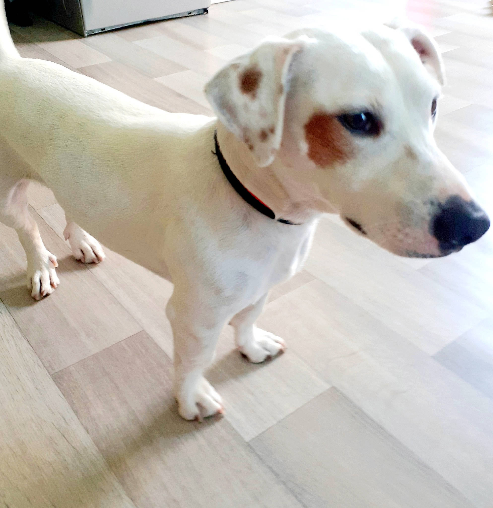 Pongo a rejoint le concours — aidez-le/la à gagner de superbes lots ! canidae, carnivore, companion_dog, dog, dog_breed, ear, fawn, jack_russell_terrier, labrador_retriever, mammal, non_sporting_group, puppy, rare_breed_dog, snout, sporting_group, tail, vertebrate