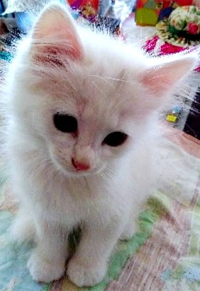 Milow participe au concours pour gagner de l'argent avec cette photo : asian_semi_longhair, british_longhair, british_semi_longhair, carnivore, cat, cymric, domestic_long_haired_cat, felidae, khao_manee, kitten, mammal, napoleon_cat, persian, ragamuffin, ragdoll, small_to_medium_sized_cats, turkish_angora, turkish_van, vertebrate, whiskers