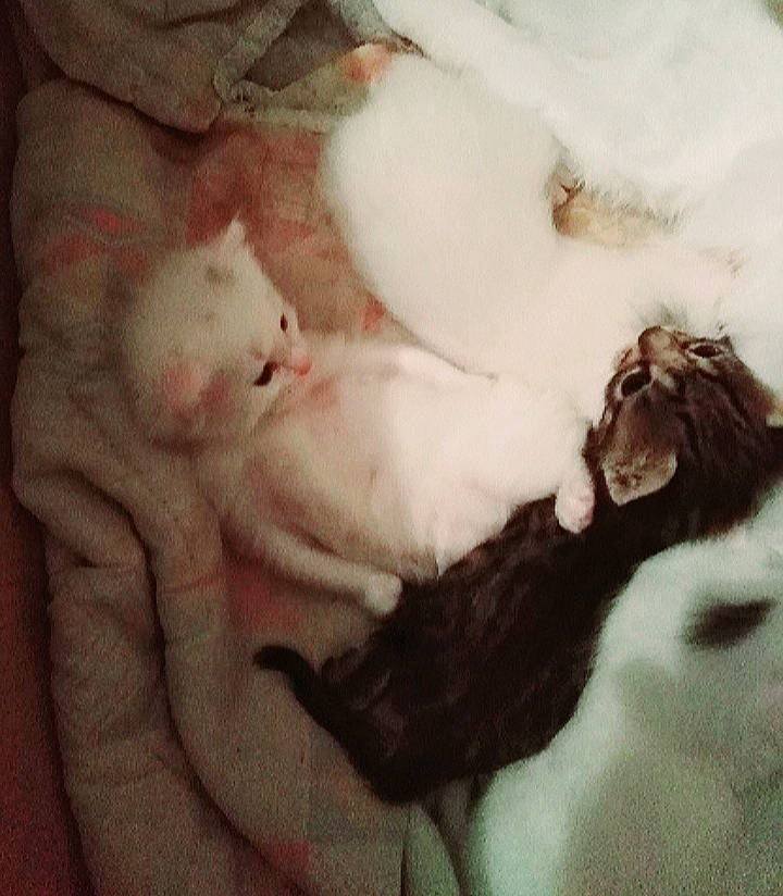 Milow participe au concours pour gagner de l'argent avec cette photo : carnivore, cat, child, felidae, fur, kitten, nap, paw, puppy, sleep, small_to_medium_sized_cats, tail, turkish_angora, turkish_van, whiskers