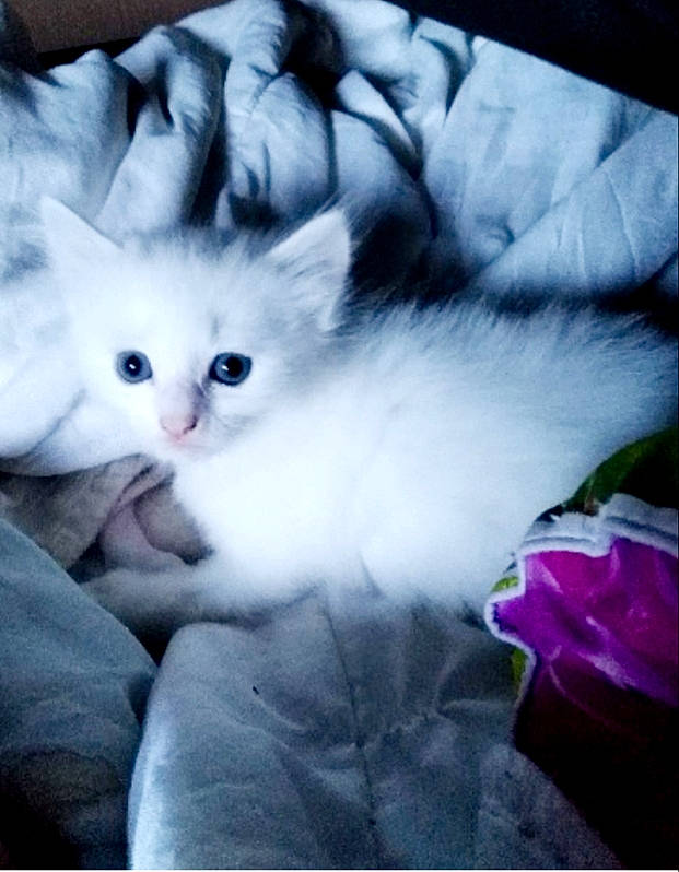 Milow a rejoint le concours — aidez-le/la à gagner de superbes lots ! asian, british_semi_longhair, burmilla, carnivore, cat, domestic_long_haired_cat, eye, felidae, fur, khao_manee, kitten, mammal, ojos_azules, ragdoll, sky, small_to_medium_sized_cats, turkish_angora, turkish_van, vertebrate, whiskers