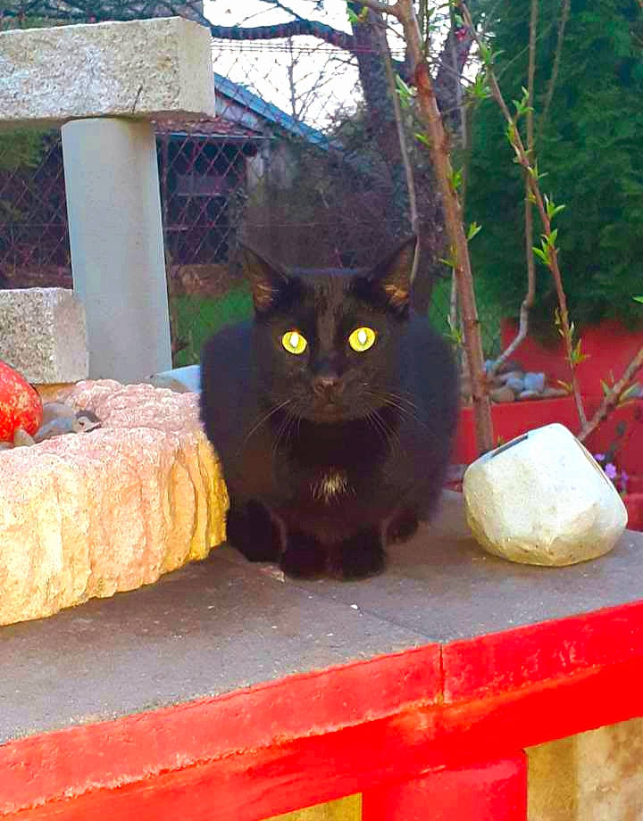 Lolo participe au concours pour gagner de l'argent avec cette photo : asian, black_cat, bombay, carnivore, cat, domestic_short_haired_cat, felidae, small_to_medium_sized_cats, tree, whiskers