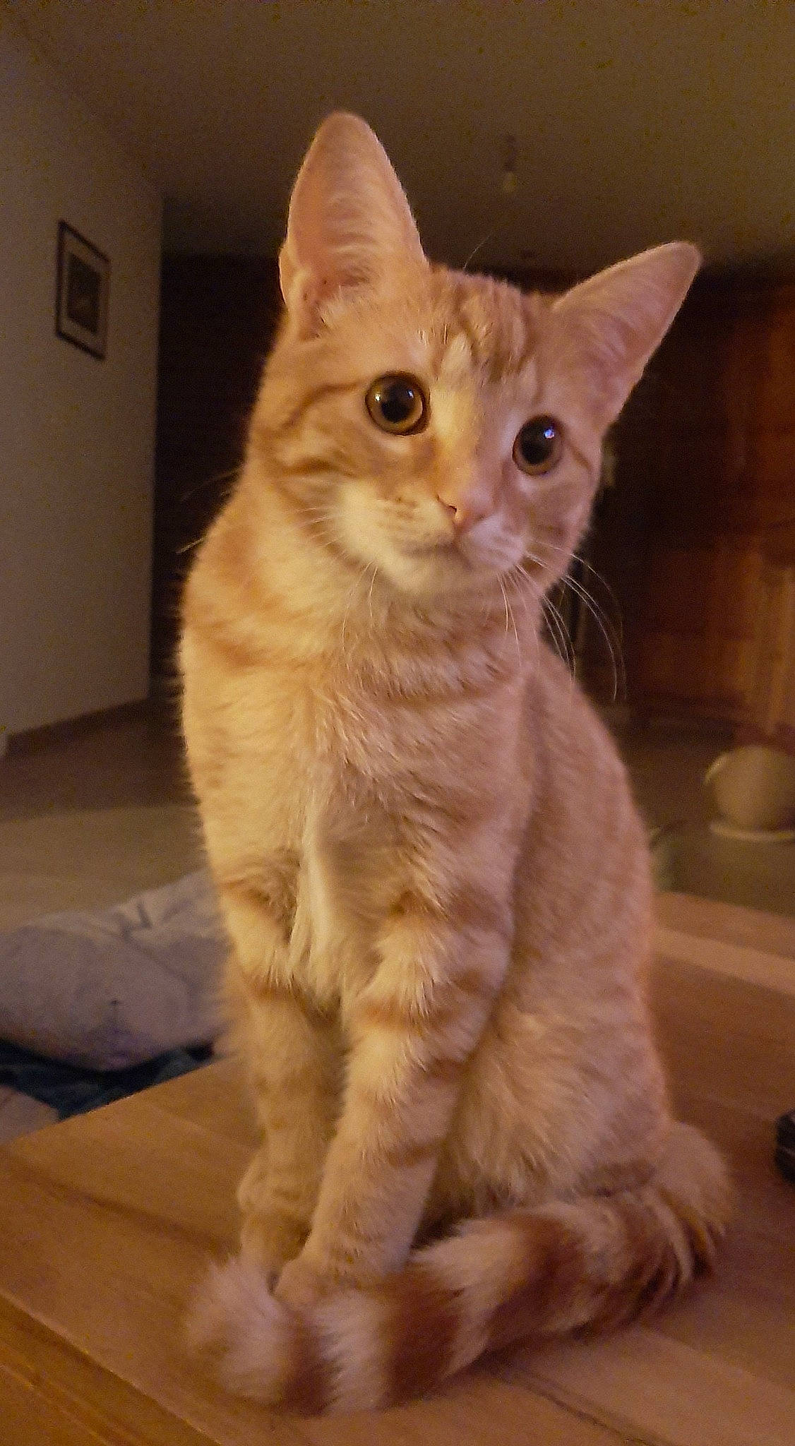 Lewis participe au concours pour gagner de l'argent avec cette photo : carnivore, cat, claw, comfort, domestic_short_haired_cat, door, fawn, felidae, fur, iris, paw, sitting, small_to_medium_sized_cats, snout, tail, terrestrial_animal, whiskers