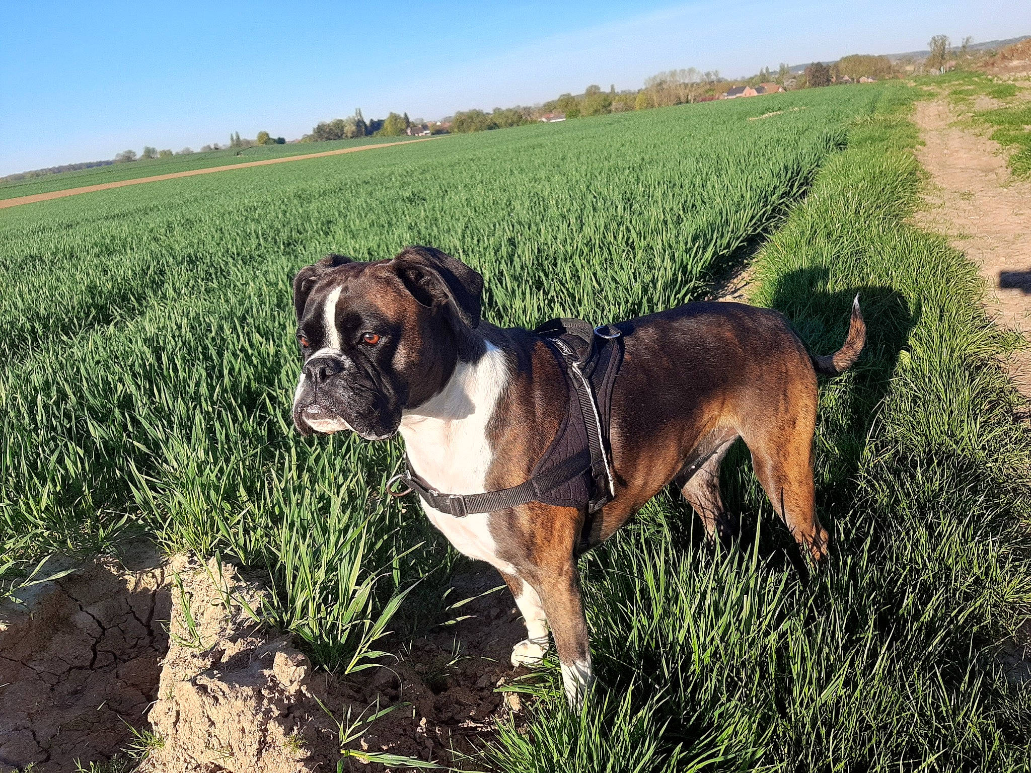 Naïa a rejoint le concours — aidez-le/la à gagner de superbes lots ! agriculture, boxer, carnivore, companion_dog, dog, dog_breed, fawn, field, grass, grassland, landscape, molosser, pasture, plant, prairie, sky, sporting_group, tree, working_animal, working_dog