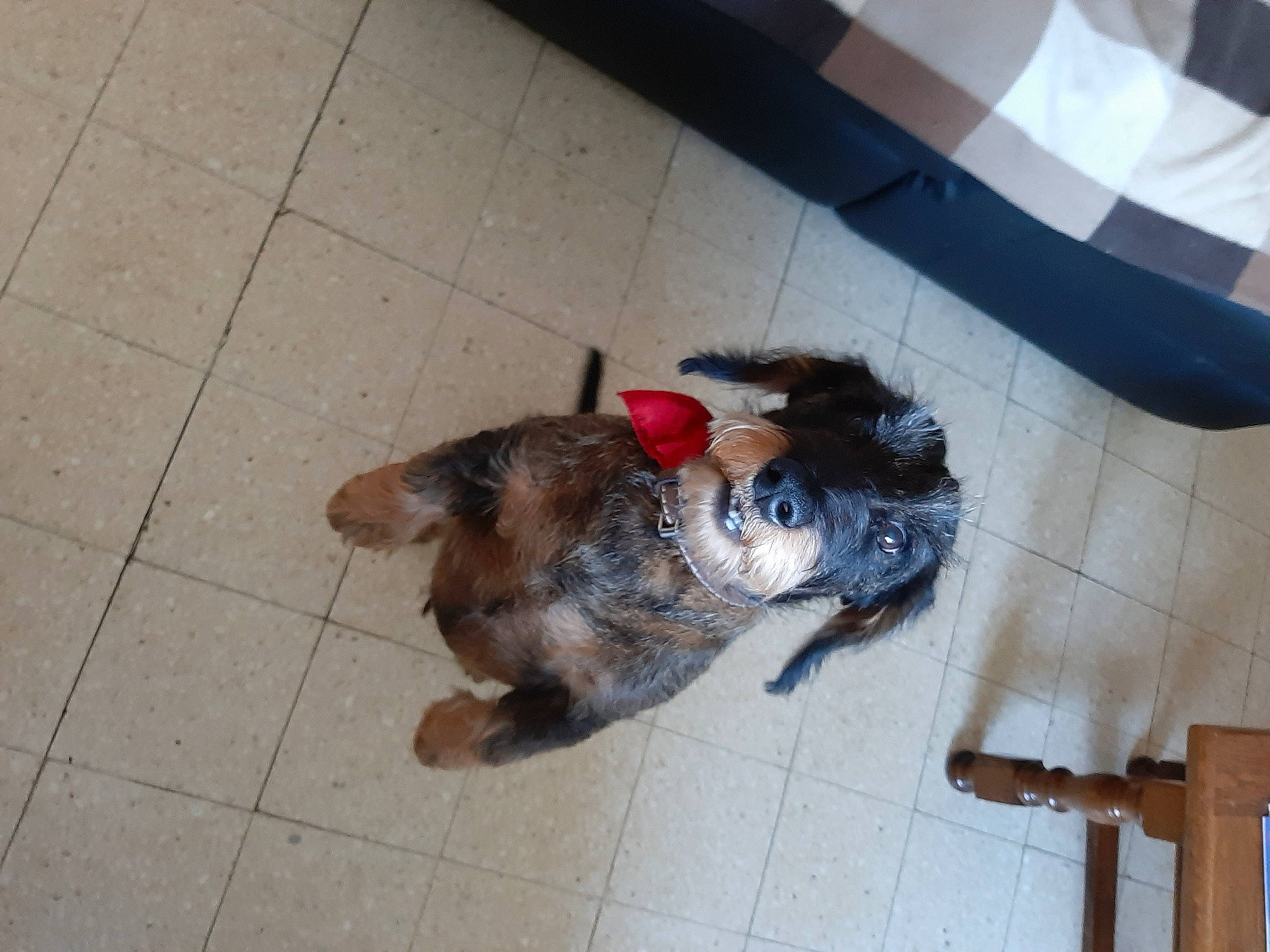 James a rejoint le concours — aidez-le/la à gagner de superbes lots ! canidae, carnivore, companion_dog, dog, dog_breed, domestic_short_haired_cat, fawn, felidae, floor, flooring, fur, hardwood, paw, small_to_medium_sized_cats, snout, sporting_group, tail, whiskers, wood, working_animal