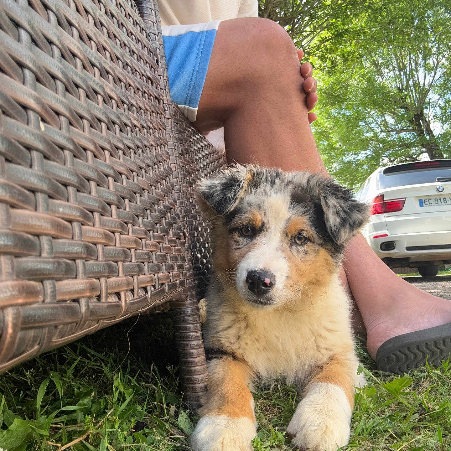 Aria participe au concours pour gagner de l'argent avec cette photo : animal, canine, car, cute, daytime, dog, fur, grass, greenery, legs, nature, outdoor, person, pet, puppy, relaxing, summer, tree, white_car, wicker_chair
