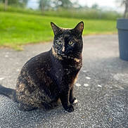 Vanille participe au concours pour gagner de l'argent avec cette photo : cat, tortoiseshell, outdoor, sitting, animal, pet, feline, greenery, blurred_background, concrete, fur, whiskers, ears, eyes, nature, daylight, calm, side_view, closeup, portrait