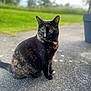 cat, tortoiseshell, outdoor, sitting, animal, pet, feline, greenery, blurred_background, concrete, fur, whiskers, ears, eyes, nature, daylight, calm, side_view, closeup, portrait