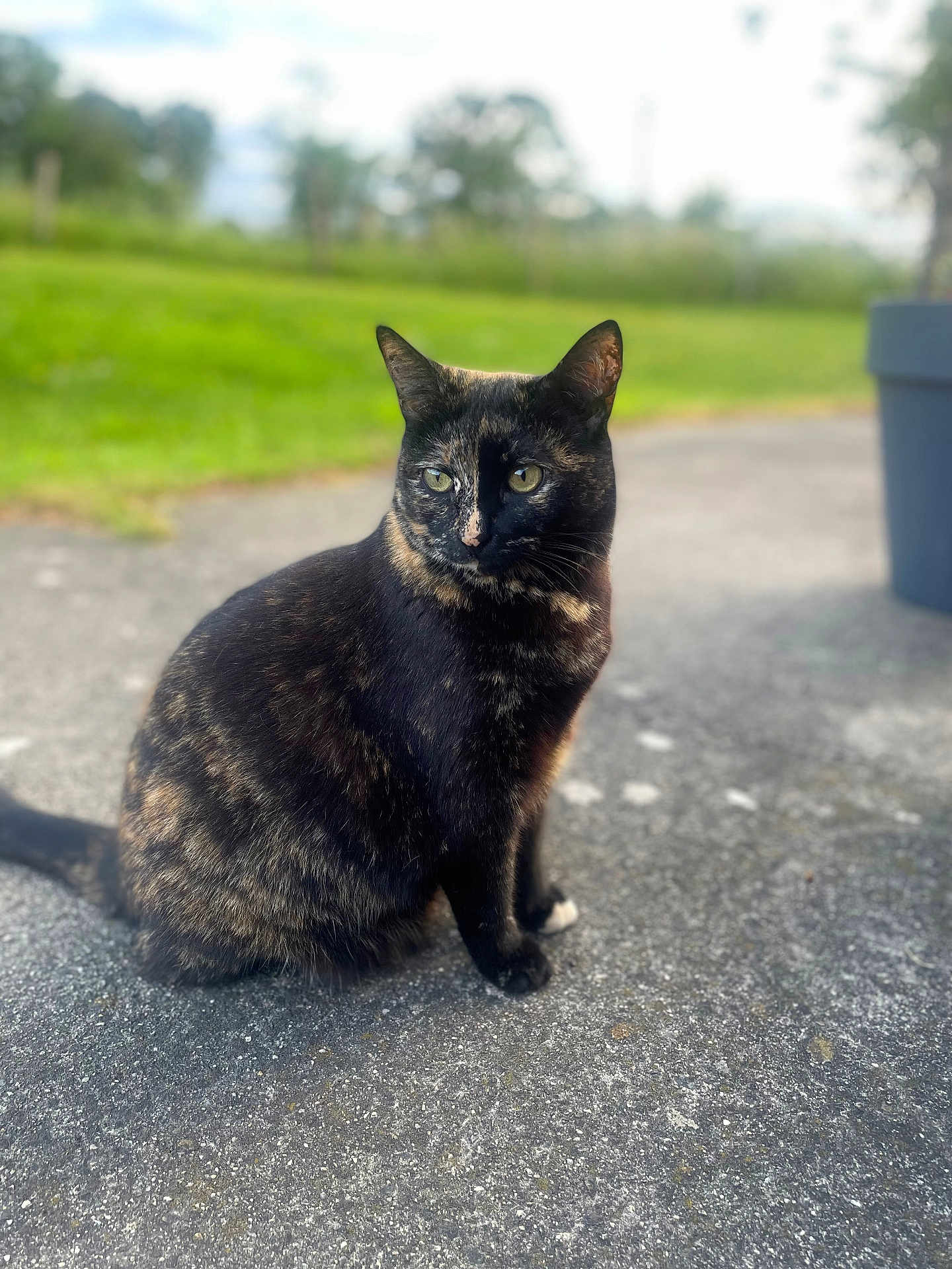 Vanille participe au concours pour gagner de l'argent avec cette photo : cat, tortoiseshell, outdoor, sitting, animal, pet, feline, greenery, blurred_background, concrete, fur, whiskers, ears, eyes, nature, daylight, calm, side_view, closeup, portrait
