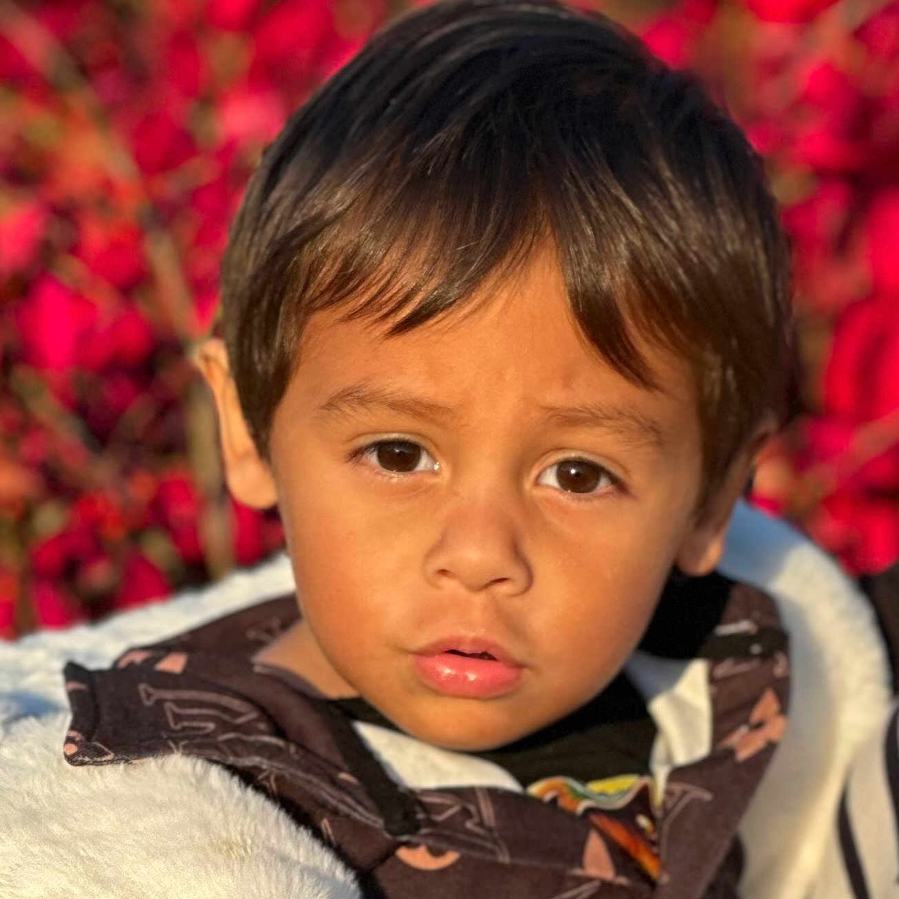 Manoa a rejoint le concours — aidez-le/la à gagner de superbes lots ! child, boy, face, brown_eyes, hair, jacket, coat, outdoor, nature, foliage, red_leaves, portrait, closeup, warm_light, curious_expression, young, person, casual_clothing, autumn, daylight
