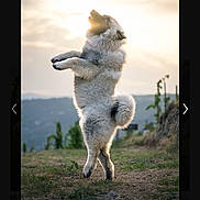 Bortsh participe au concours pour gagner de l'argent avec cette photo : dog, canine, fluffy, gray_fur, standing, balancing, jumping, playful, outdoor, mountains, hills, landscape, sunset, backlighting, dirt_path, grass, nature, animal_portrait, action_pose, photography