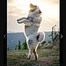 dog, canine, fluffy, gray_fur, standing, balancing, jumping, playful, outdoor, mountains, hills, landscape, sunset, backlighting, dirt_path, grass, nature, animal_portrait, action_pose, photography