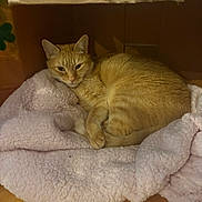 Rango is registered to the contest to win money with this photo: animal, blanket, cardboard_box, cat, comfort, cozy, curled_up, cute, domestic, feline, fur, home, indoor, orange_tabby, pet, relaxed, resting, sleepy, soft_texture, warm