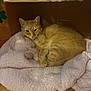animal, blanket, cardboard_box, cat, comfort, cozy, curled_up, cute, domestic, feline, fur, home, indoor, orange_tabby, pet, relaxed, resting, sleepy, soft_texture, warm