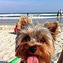 dog, beach, sand, ocean, waves, sunny, tongue, happy, pet, animal, outdoor, summer, water, fun, fur, closeup, nature, playful, canine, vacation