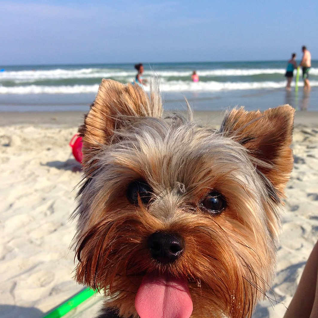 Lucas joined the competition — help win amazing prizes! animal, beach, canine, closeup, dog, fun, fur, happy, nature, ocean, outdoor, pet, playful, sand, summer, sunny, tongue, vacation, water, waves