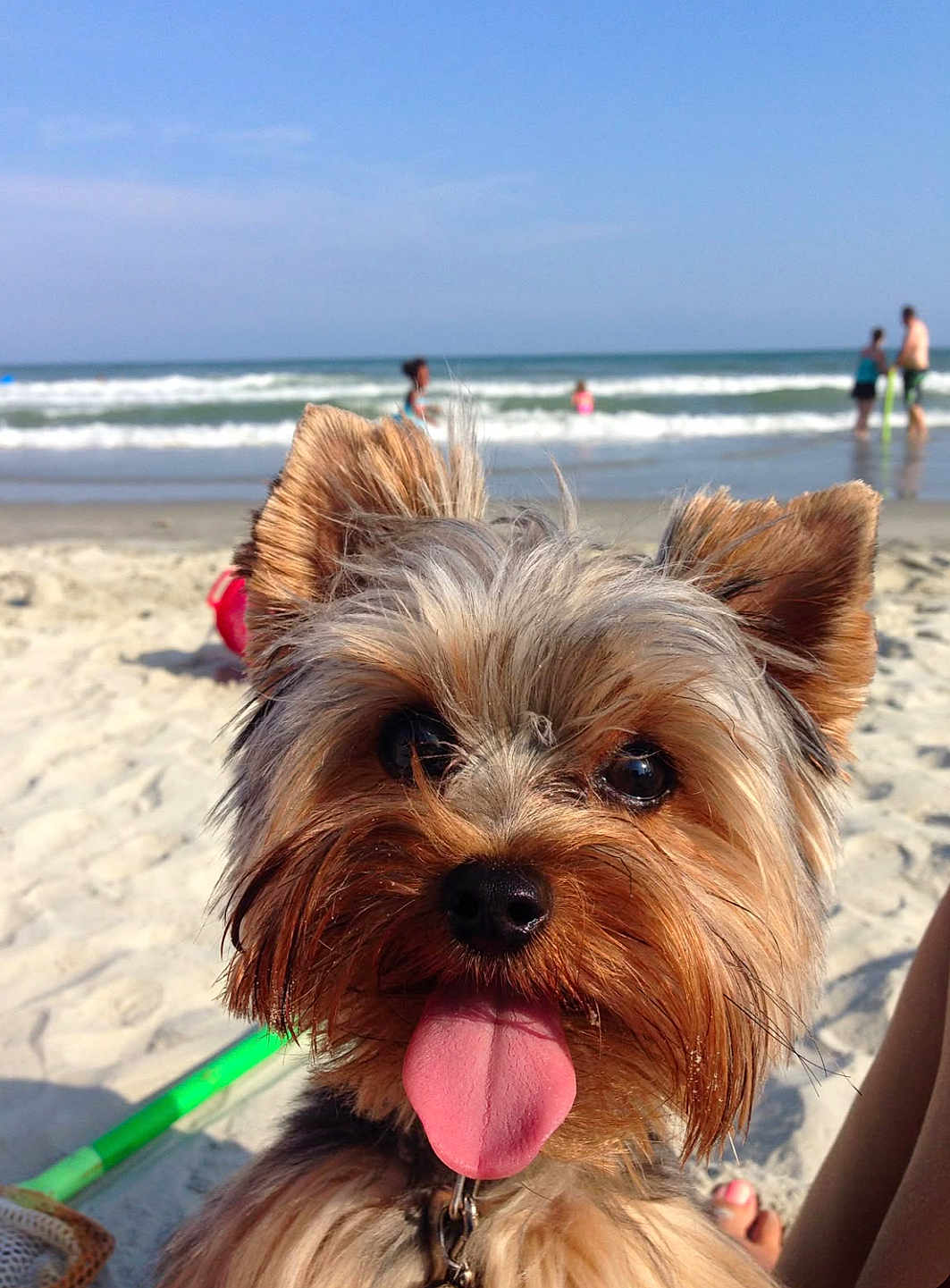 Lucas joined the competition — help win amazing prizes! dog, beach, sand, ocean, waves, sunny, tongue, happy, pet, animal, outdoor, summer, water, fun, fur, closeup, nature, playful, canine, vacation