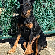 Ribella a rejoint le concours — aidez-le/la à gagner de superbes lots ! attention, black_and_tan, dog, ears, eyes, foliage, fur, green_fence, muzzle, nose, outdoor, pavement, paws, pet, portrait, shadow, sitting, stone, sunlight, terrier